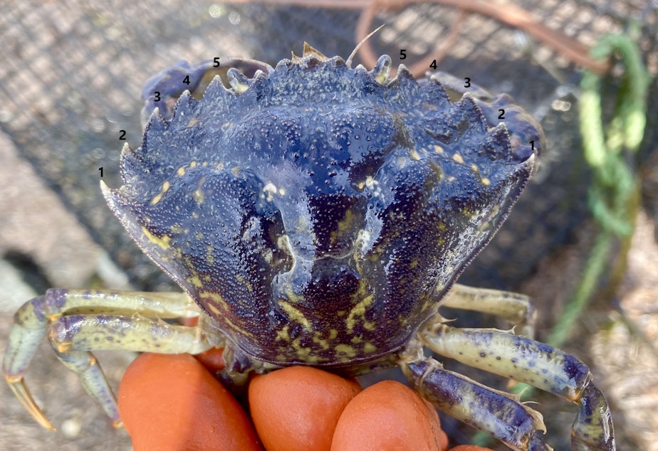 caption: The best way to identify a European green crab is to look for the five spines on either side of its eyes.