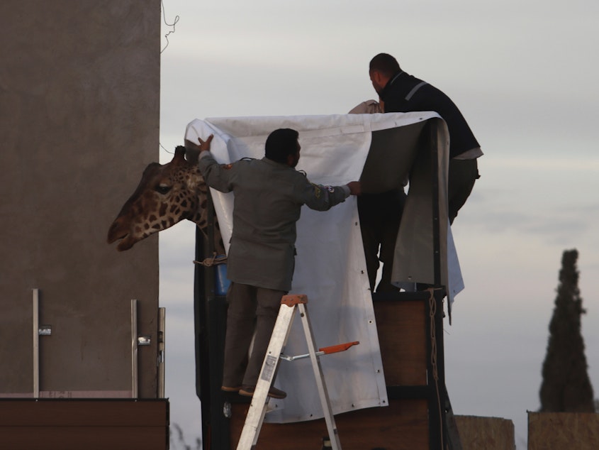 caption: Workers prepare Benito the giraffe for transport at the city-run Central Park Zoo in Ciudad Juarez, Mexico, Sunday. After a campaign by environmentalists, Benito left Mexico's northern border and its extreme weather conditions Sunday night and headed for a conservation park in central Mexico.