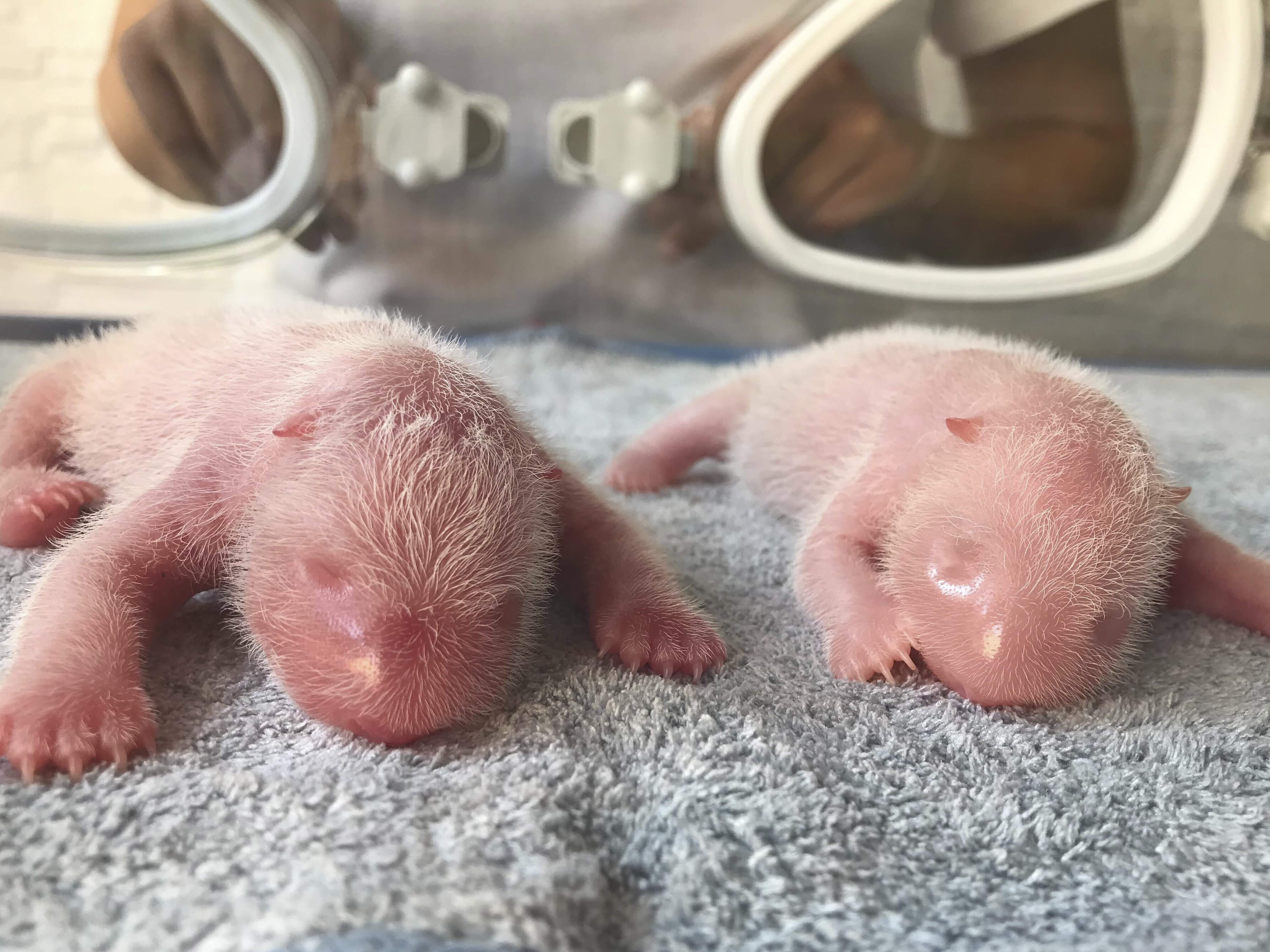caption: This photo taken at the Qinling Giant Panda Research Center, shows newly born twin panda cubs, male at left and female at right, in Xi'an, in northwestern China's Shaanxi Province.