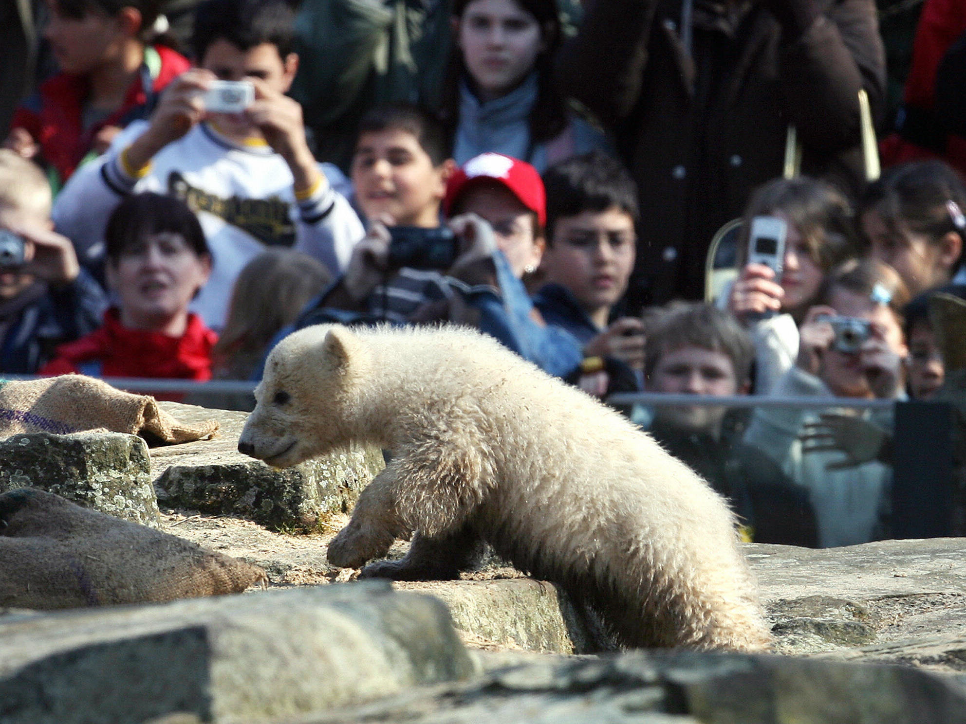Berlin, GERMANY: Children take pictures of Knut, a three-month-old polar bear cub, playing in his enclosure at Berlin's Zoologischer Garten zoo 30 March 2007. AFP PHOTO JOHN MACDOUGALL ++++ MORE ON IMAGEFORUM ++++ (Photo credit should read JOHN MACDOUGALL/AFP via Getty Images)