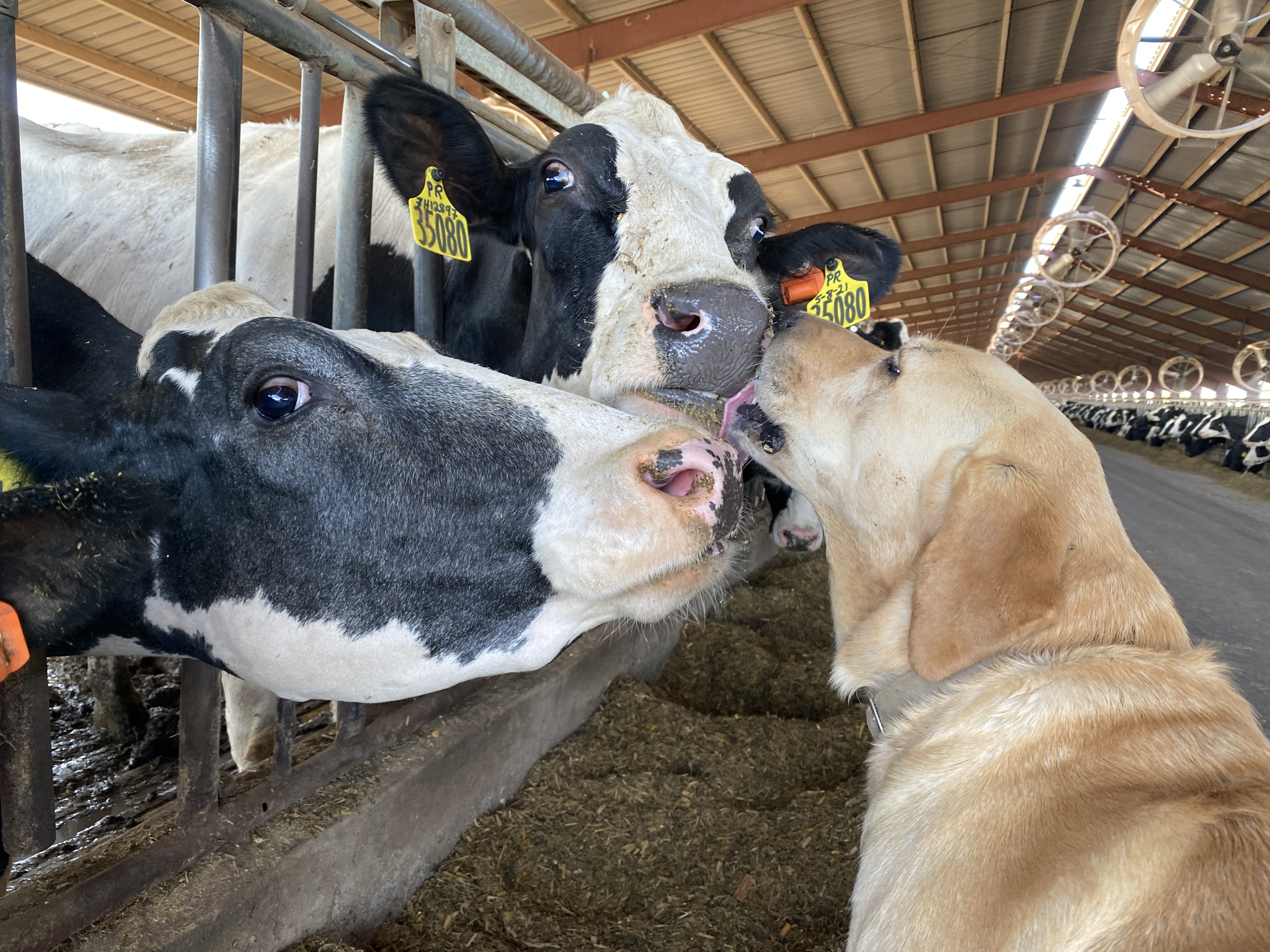 caption:  Maple, the 7-year-old yellow lab, takes a swift lick on a couple of milkers near Sunnyside, Washington.