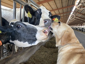 caption:  Maple, the 7-year-old yellow lab, takes a swift lick on a couple of milkers near Sunnyside, Washington.
