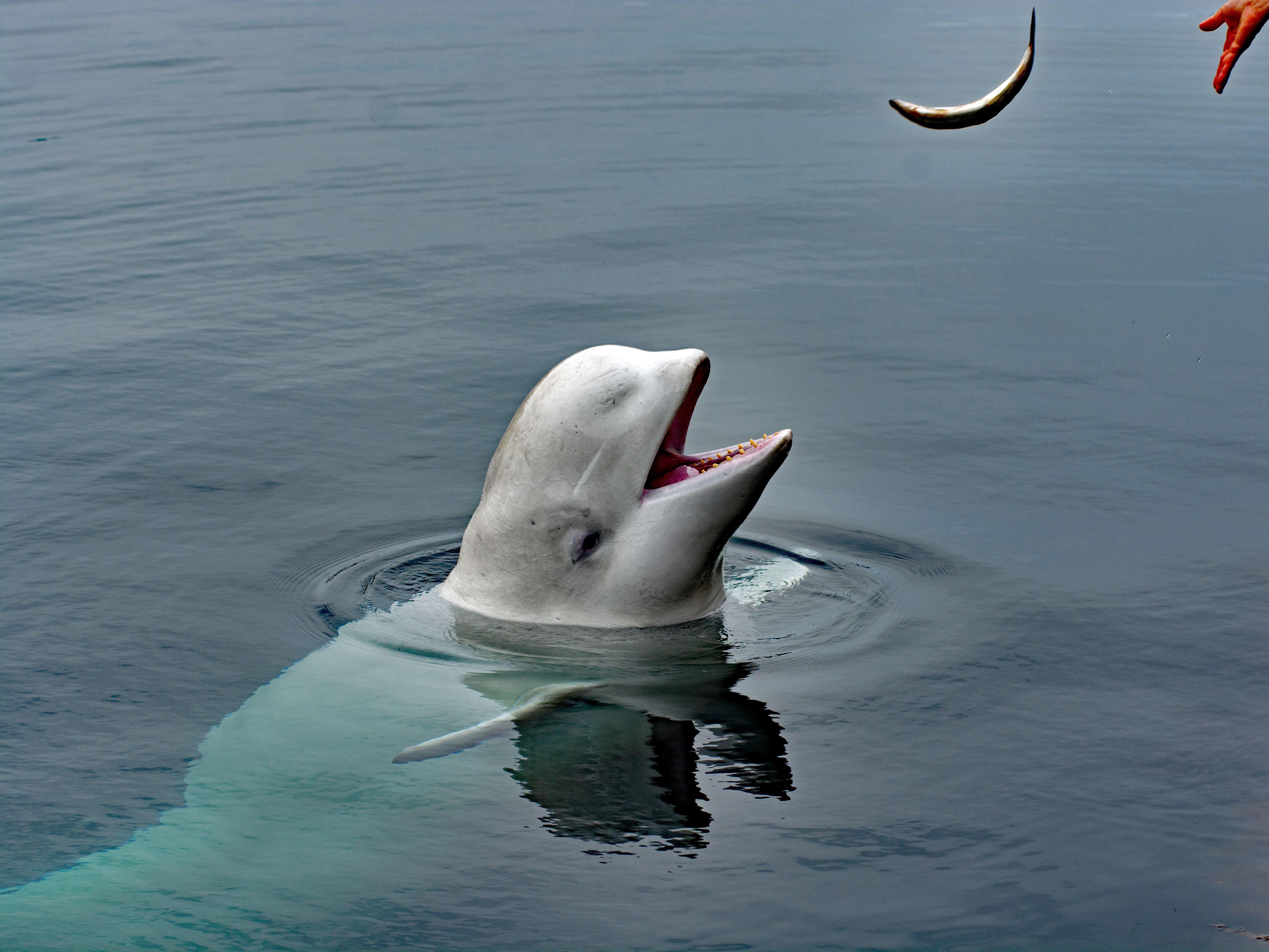 caption: Hvaldimir pictured in Hammerfest, Norway, in 2019. He lived there for much of that year before traveling along Norway's coast and even surfacing in Sweden. 