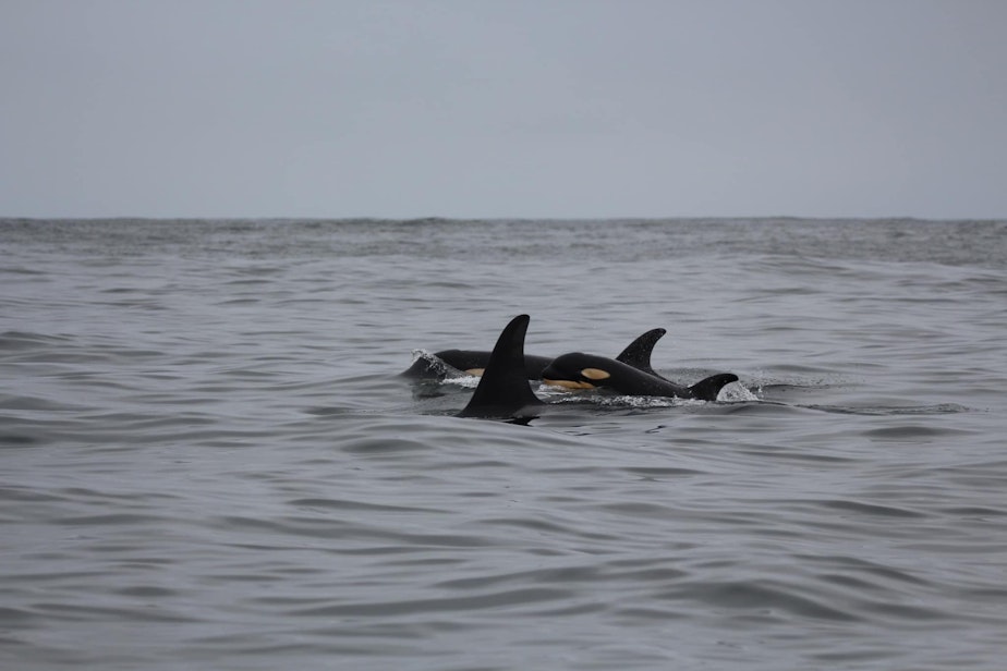 caption: Howie Tom captured this photo of an orca calf swimming with the L pod near Tofino, British Columbia on June 20, 2023. 