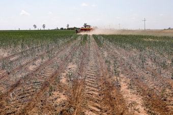 caption: A view of soybeans being planted on a farm in Balfour, South Africa on Oct. 20, 2021. Regenerative agriculture is a loosely defined term, but generally involves promoting on-farm soil health and carbon sequestration through practices like cover cropping and no-tilling.