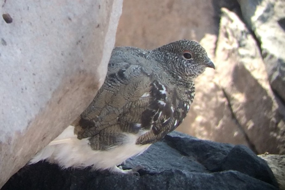 caption: A Mount Rainier white-tailed ptarmigan keeps cool in the shade of a boulder on July 31, 2018.