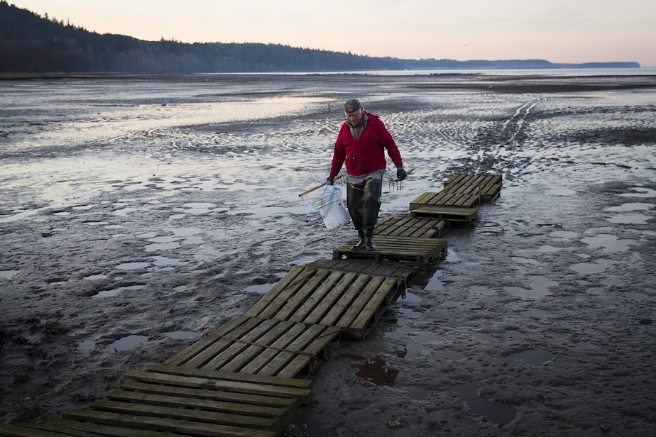 caption: Marlin Holden walks on pallets at Littleneck Beach on Tuesday, January 29, 2019, along the south shore of Sequim Bay.