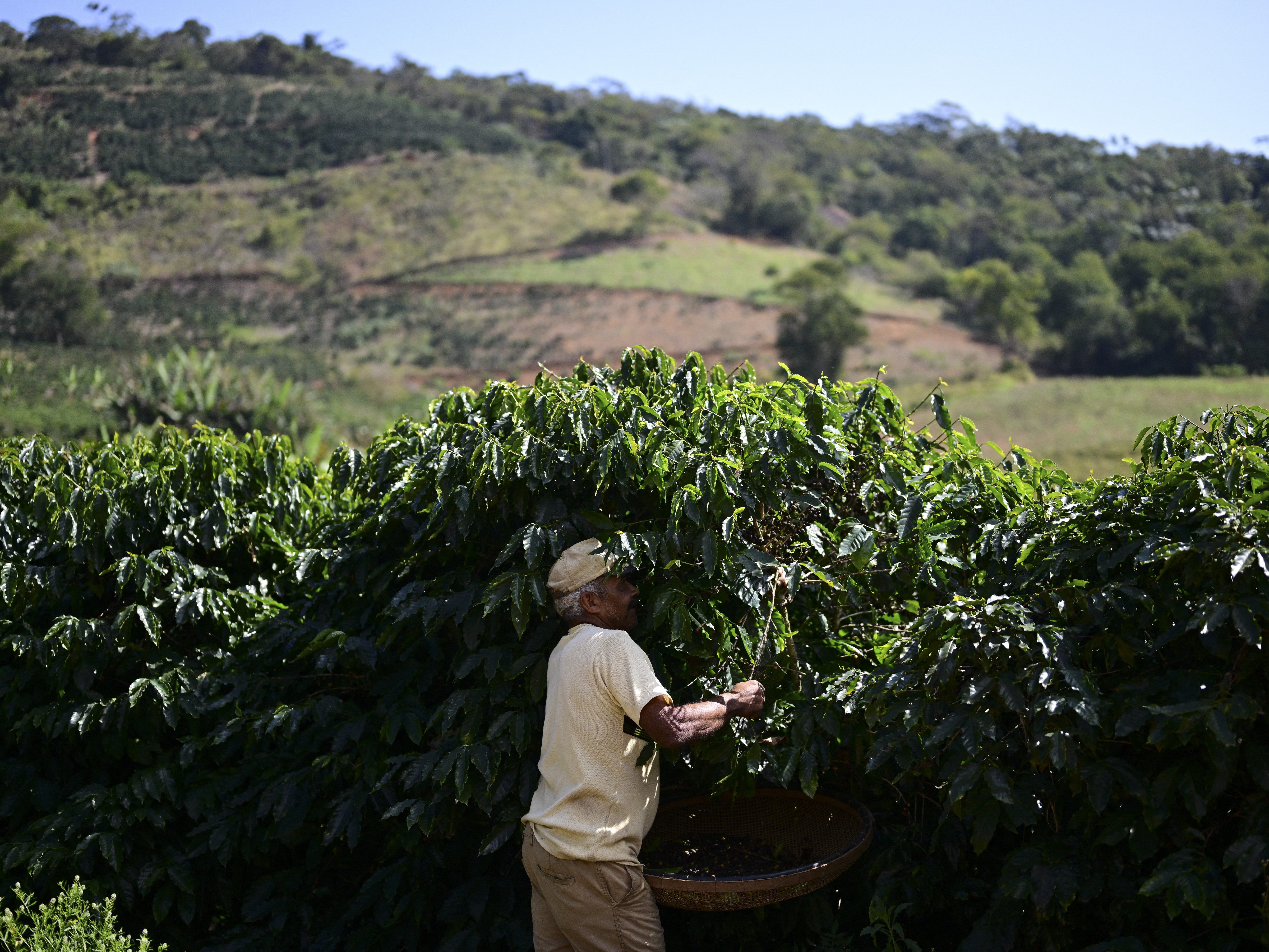 caption: A man harvests coffee in Rio de Janeiro state, Brazil on July 21. Much of the coffee in the U.S. comes from Brazil.