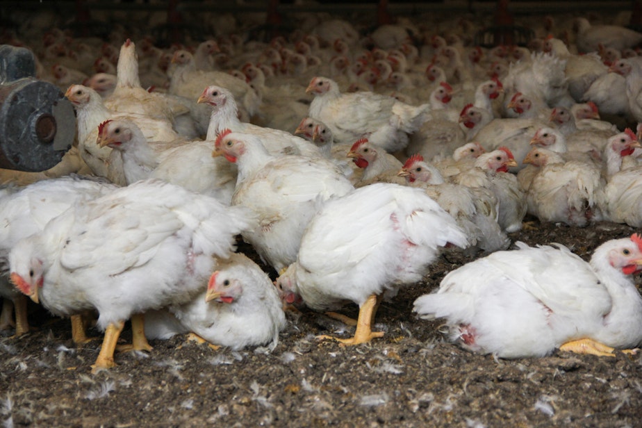 caption: File photo of a commerical chicken farm