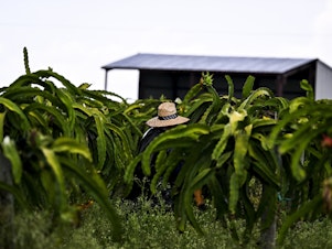 caption: A man works in a Florida agricultural field on a hot, humid day in July 2023, one of the hottest months ever recorded in the state. There are no federal heat regulations.