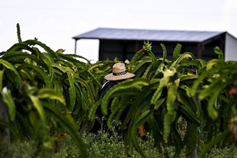 caption: A man works in a Florida agricultural field on a hot, humid day in July 2023, one of the hottest months ever recorded in the state. There are no federal heat regulations.
