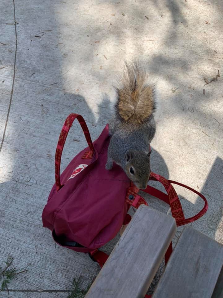 squirrel removal near me