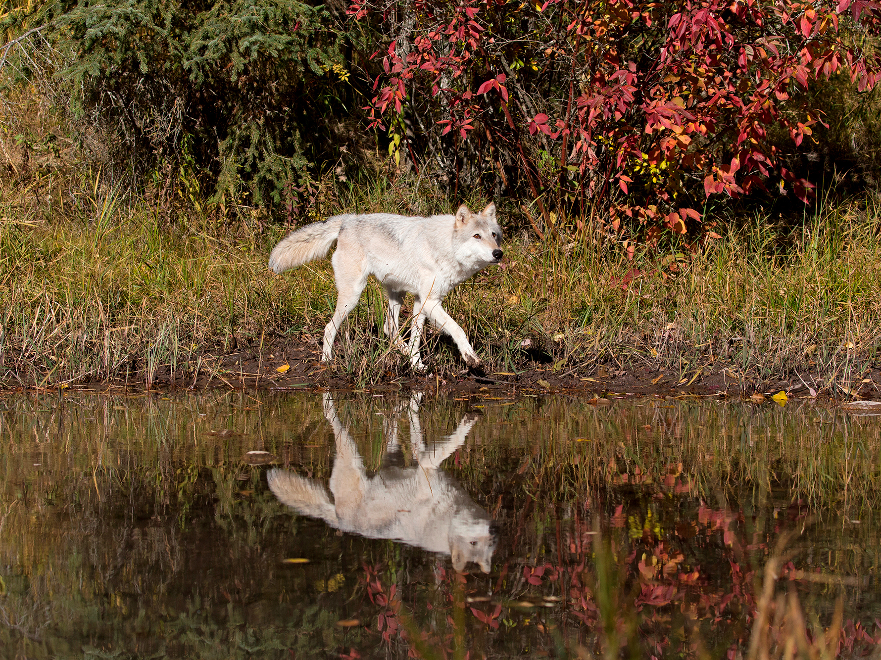 caption: An adult grey wolf walks at waters edge in Montana in October 2018. Twenty-five years ago, federal wildlife officials reintroduced wolves to Idaho. Recovery went well enough that in 2011 the animal came off the endangered species list. Since then, hunters have legally killed hundreds every year.