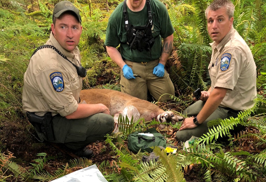 caption: The cougar who killed SJ Brooks while they were mountain biking over the weekend. 