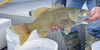 caption: Smallmouth bass are good indicators of methylmercury exposure to humans and wildlife because they are a common, popular sport fish and eat a variety of food during their lifetime. 