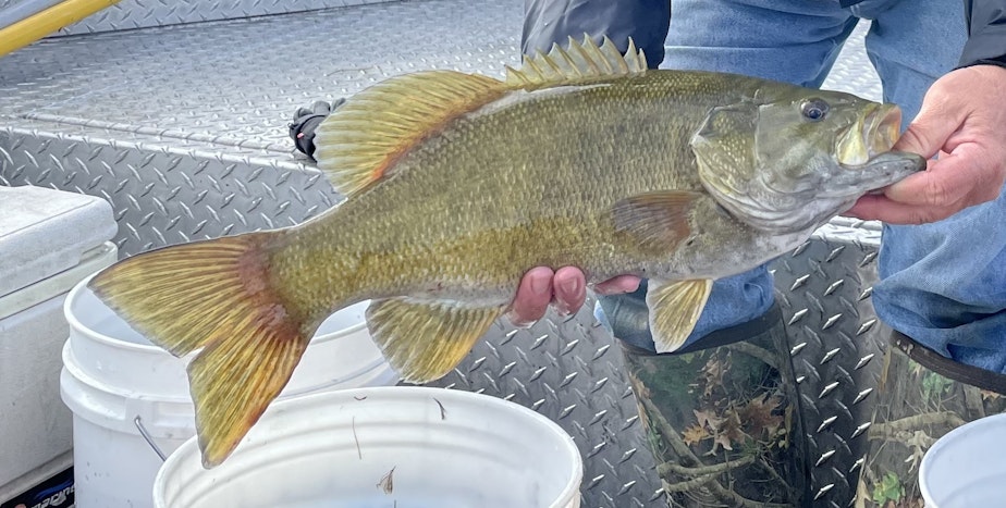 caption: Smallmouth bass are good indicators of methylmercury exposure to humans and wildlife because they are a common, popular sport fish and eat a variety of food during their lifetime.