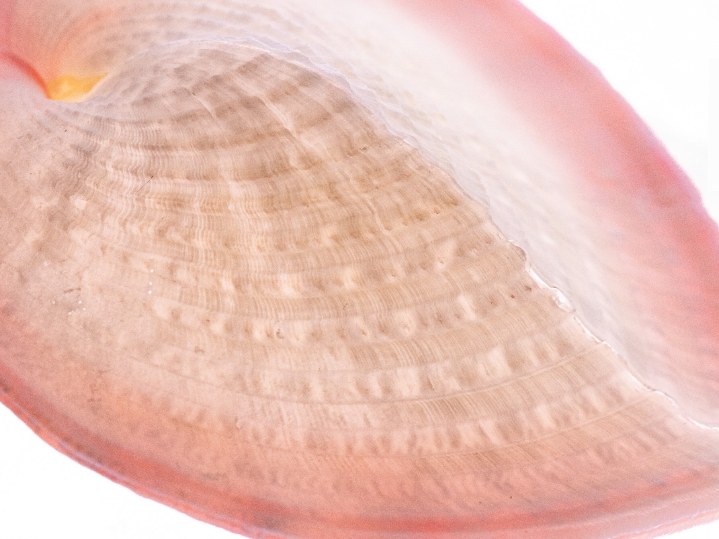 caption: Scientists found that the little windows in the heart cockle shells stream more than twice as much useful sunlight into their interiors for their algal tenants than harmful UV radiation.