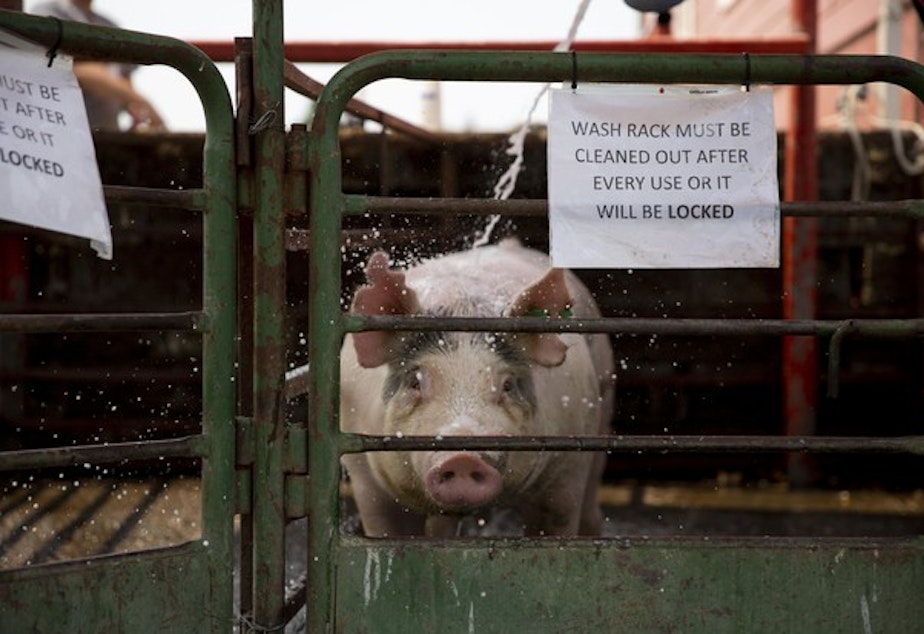 <p>Louie the Blue Butt show pig gets a bath on a hot August day. </p>