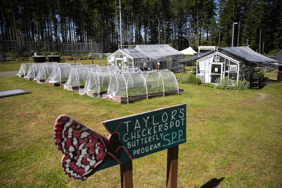 caption: Taylor’s checkerspot butterflies are raised in greenhouses at Mission Creek Corrections Center for Women in Belfair, Washington, shown May 30, 2025.