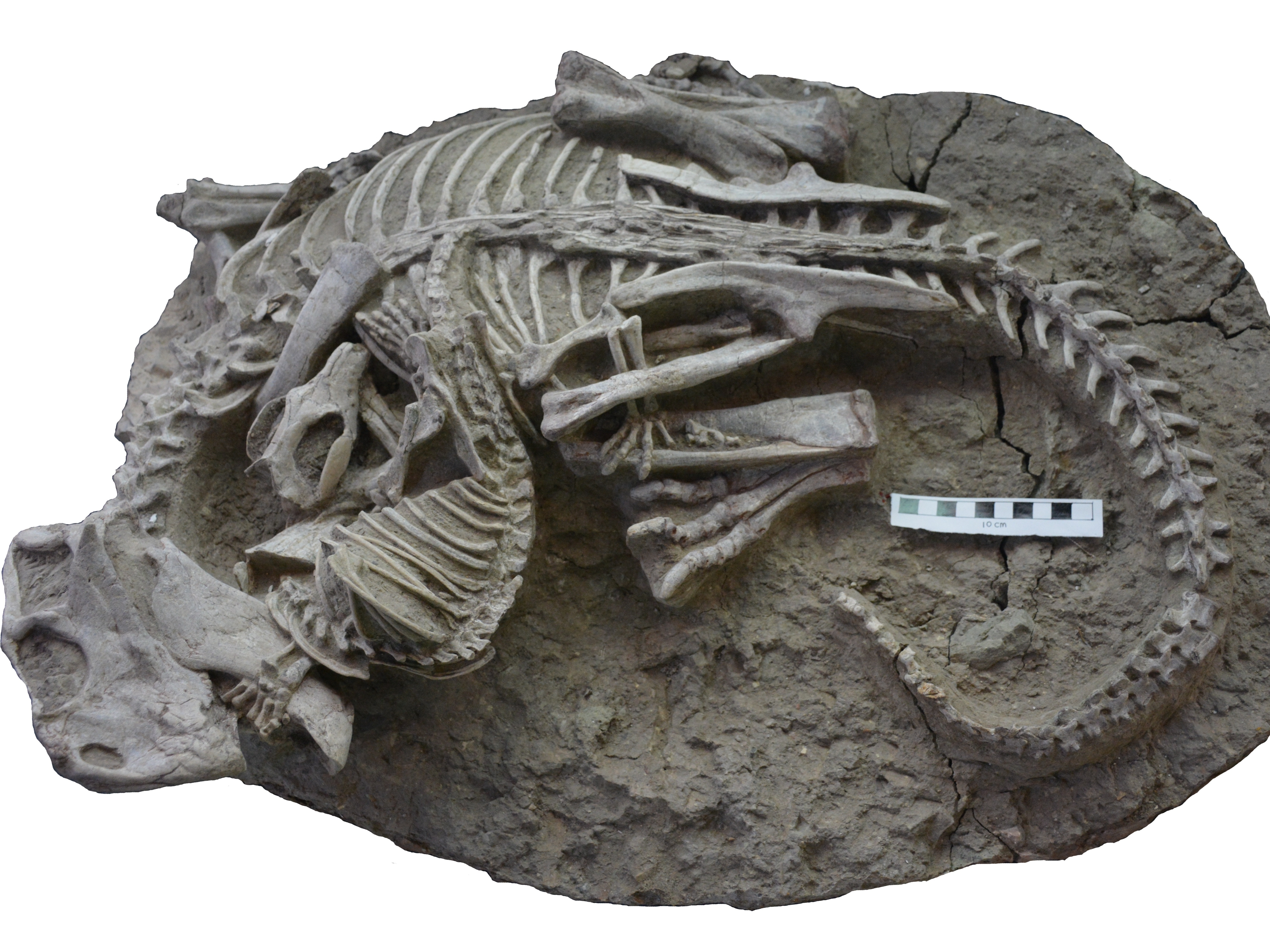 caption: Scientists have identified a fossil of an herbivorous dinosaur, <em>Psittacosaurus</em>, being bitten by a mammal, <em>Repenomamus</em>.