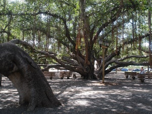 caption: Lahaina's banyan tree has been an iconic part of the historic town center for 150 years. The tree is seen here in 2003.