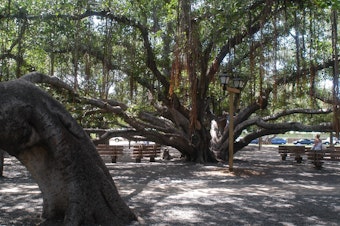 caption: Lahaina's banyan tree has been an iconic part of the historic town center for 150 years. The tree is seen here in 2003.
