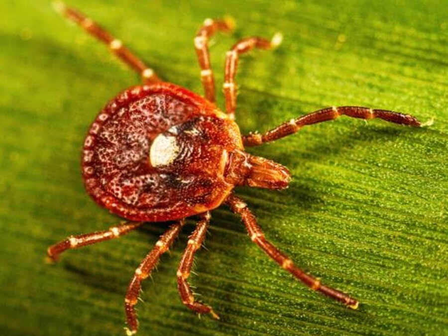 caption: An adult female lone star tick crawls on a blade of grass.