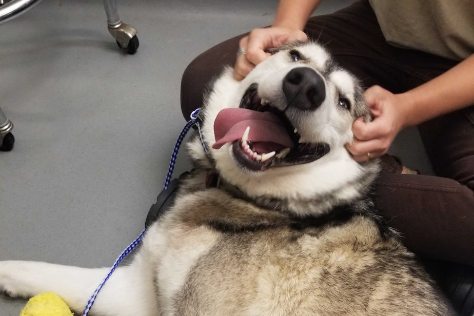 caption: Lucille, a two-year-old husky up for adoption at the Seattle Animal Shelter, enjoys head rubs from shelter veterinarian Cardin Kennedy on April 12, 2024