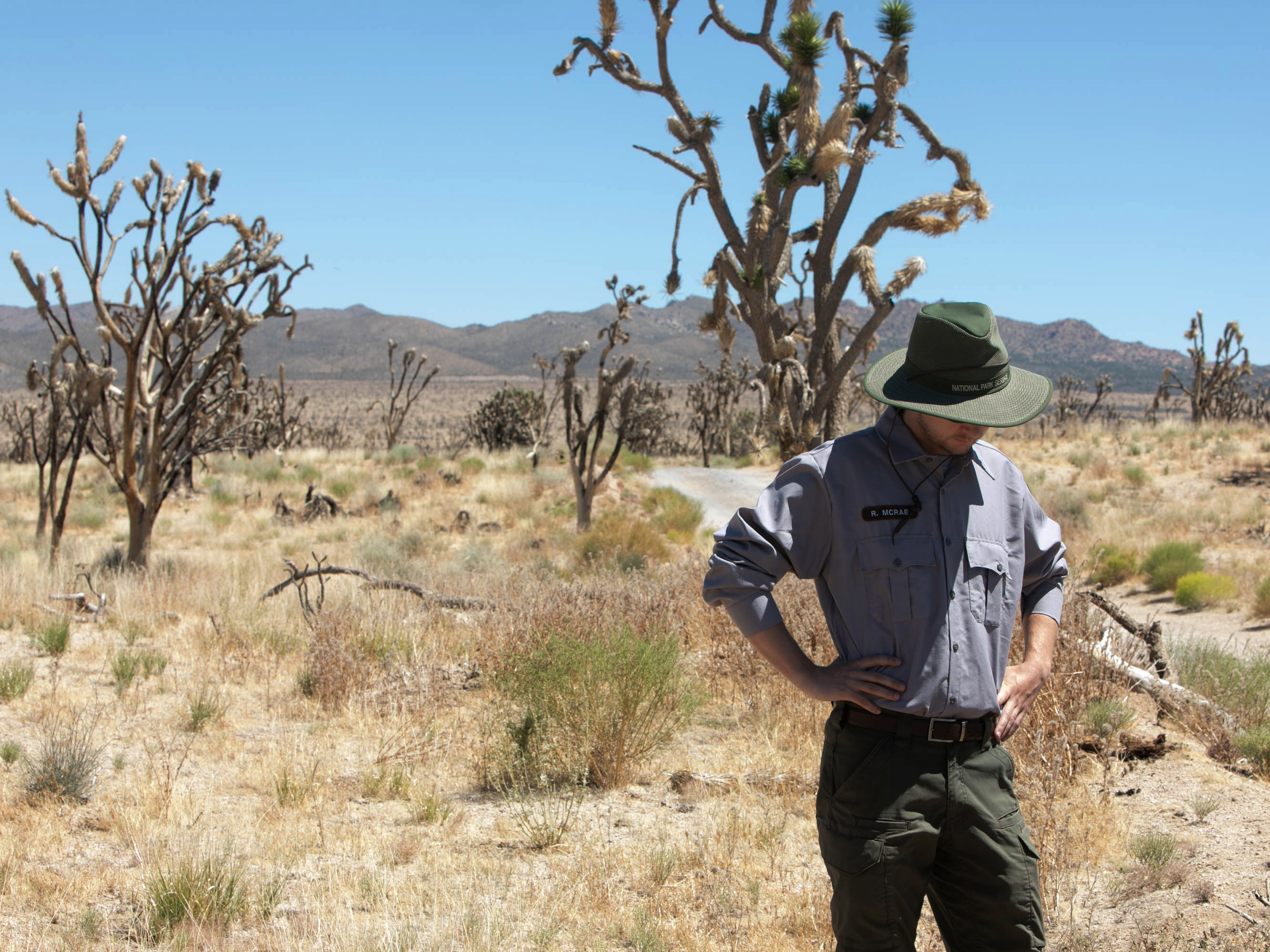 caption: Mojave National Preserve technician Ryan McRae observes the remnants of the Dome Fire.