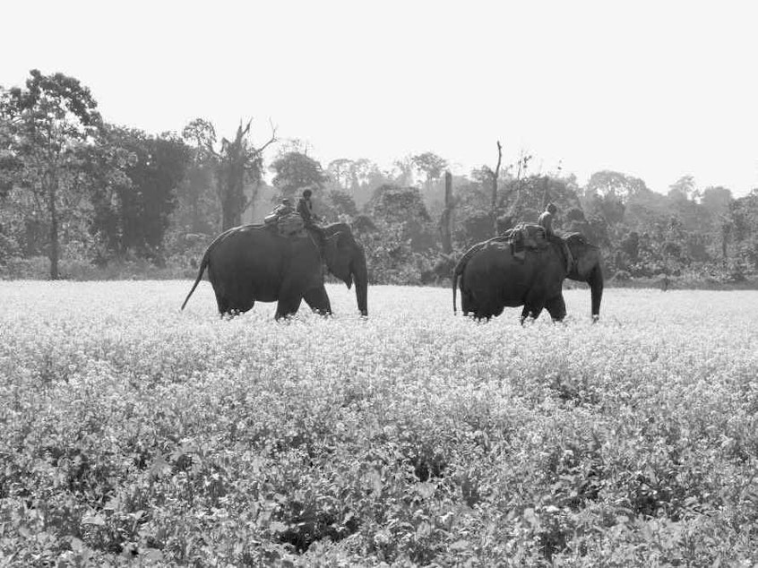 caption: From <em>Giants of the Monsoon Forest: Living and Working with Elephants</em> by Jacob Shell