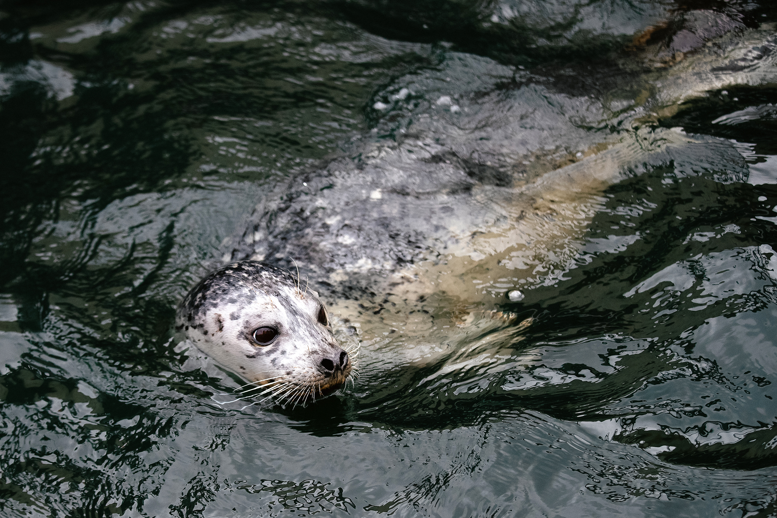 caption: A harbor seal pup is shown on Tuesday, April 14, 2026, in Anacortes. 
