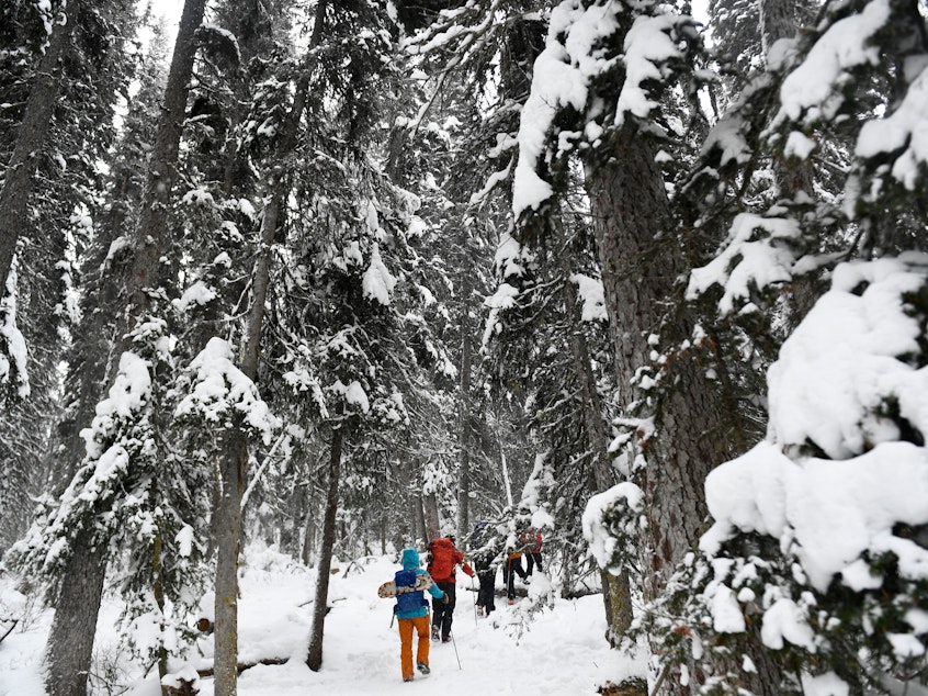caption: People hike under trees as snow falls near Lake Louise in Banff National Park, Alberta, Canada, in November.