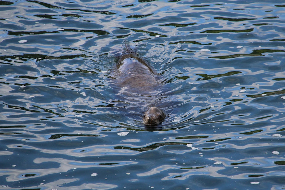 caption: A sea lion swims around the Ballard Locks in 2014.