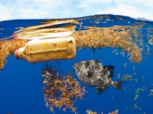 caption: In addition to large plastic trash, researchers estimate that more than 21 million metric tons of tiny plastic debris are floating well below the Atlantic Ocean's surface.