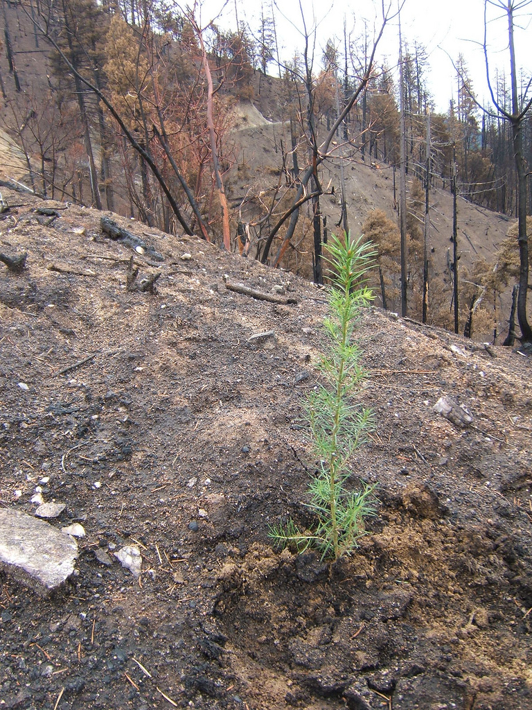 caption: A seedling planted in a burned area of the Klamath National Forest in 2008.