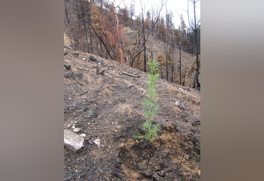 caption: A seedling planted in a burned area of the Klamath National Forest in 2008.