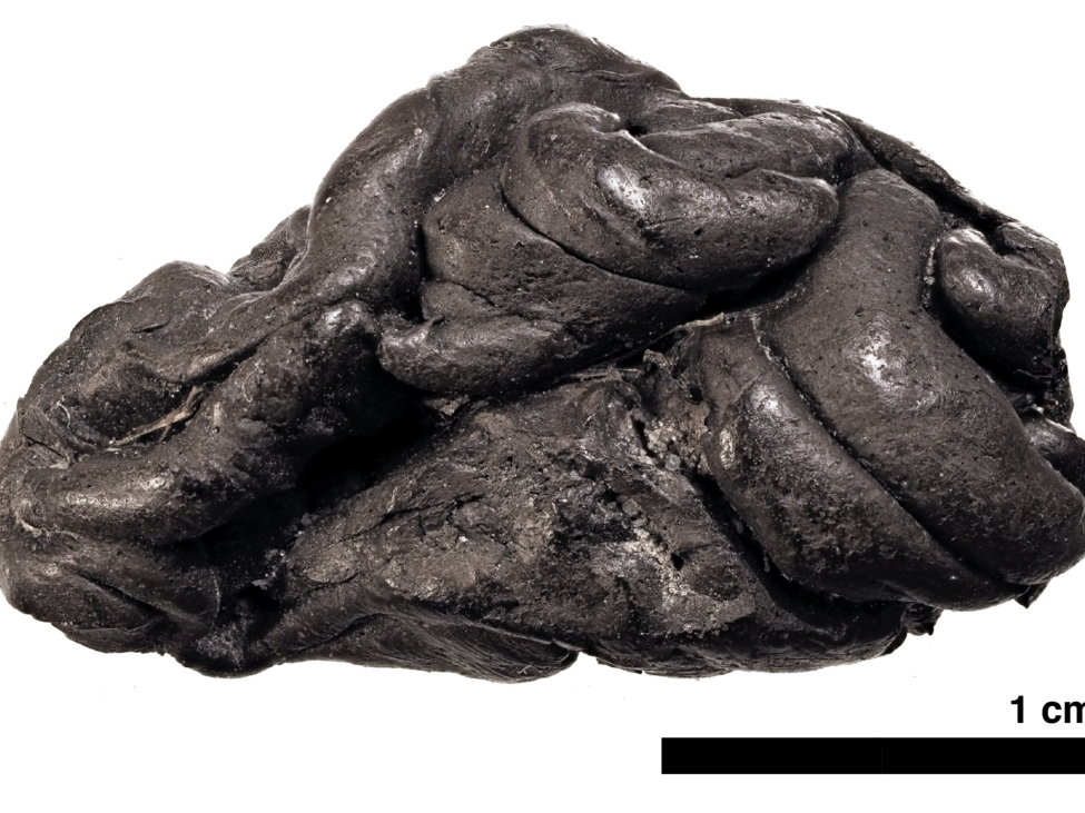 caption: A piece of birch pitch from Syltholm, in southern Denmark, has proved to be a remarkable source of ancient human DNA.