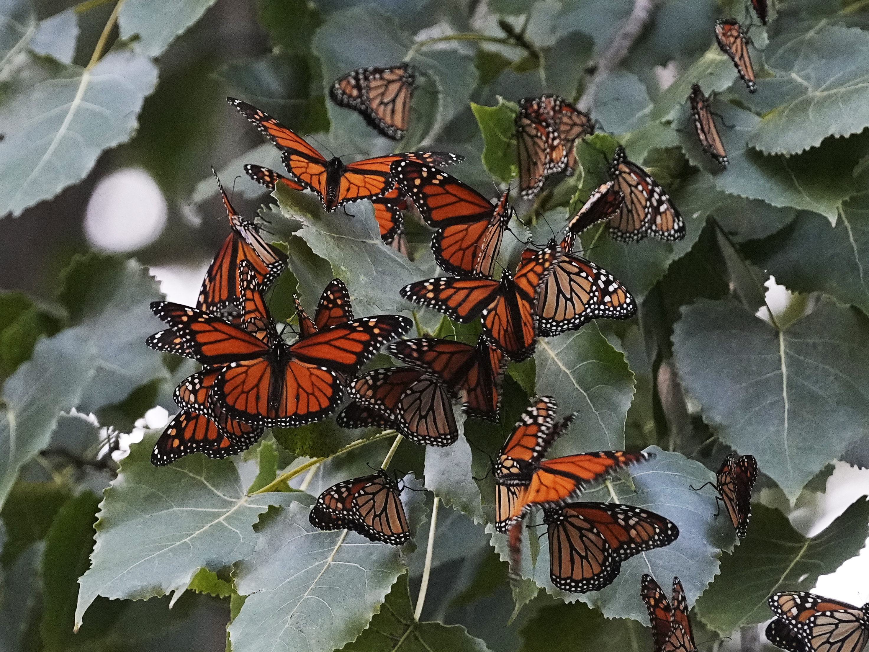 caption: Monarch butterflies from Canada stop to rest in Cleveland's Wendy Park on their way to Mexico on Sept. 12, 2023.