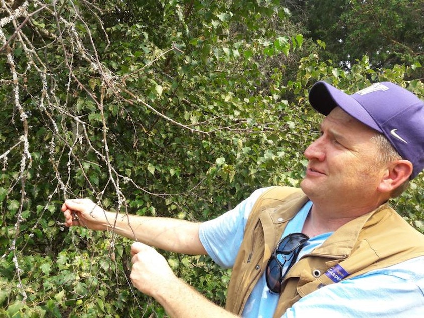 caption: Ray Larson, Curator of Living Collections for the UW Botanic Gardens, which helps run arboretum, displays the leafless branch of a birch tree - one of several species stressed by recent warm, dry, summers, and the pests that prey on stressed trees.