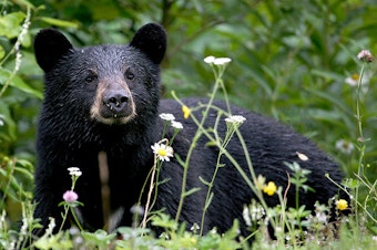 caption:  A black bear sits in a field.