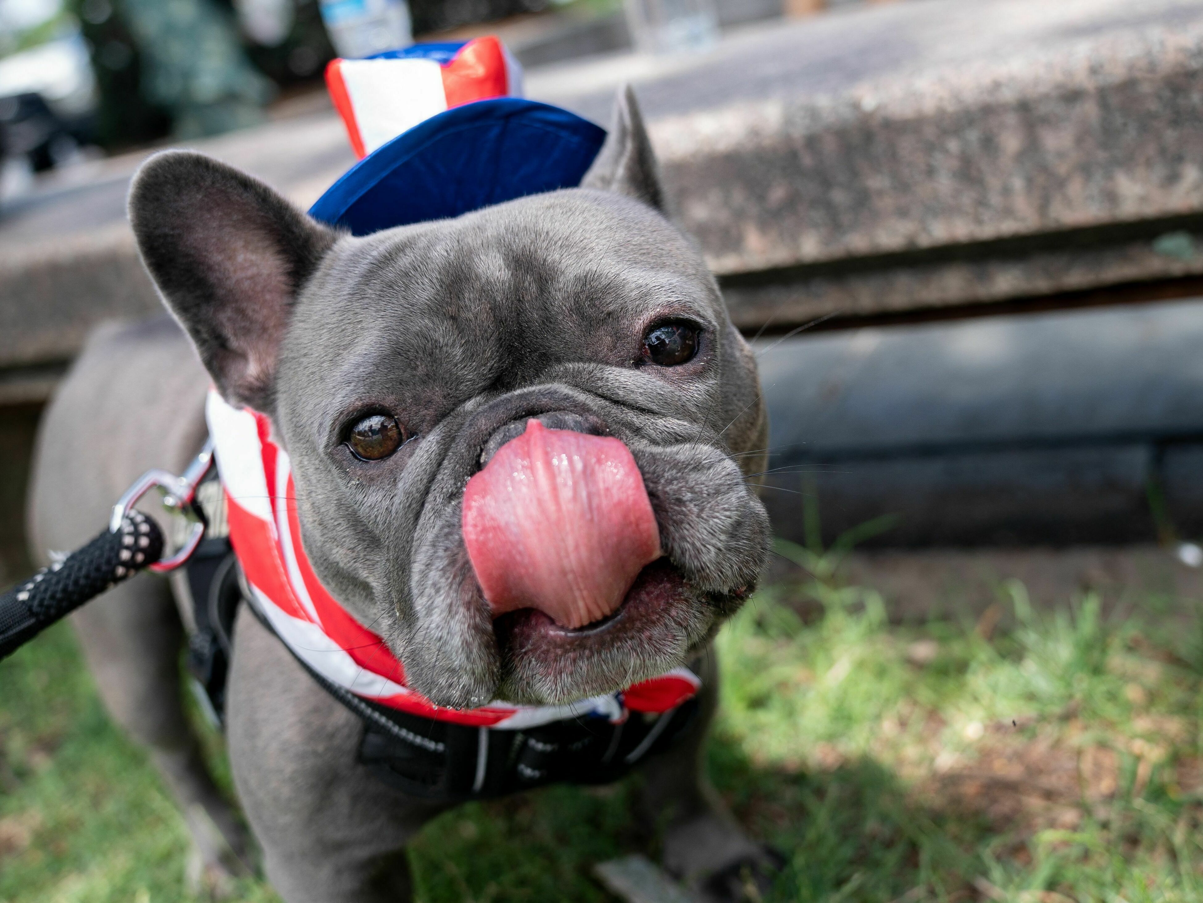 caption: Luna the French Bulldog dressed up for the National Independence Day Parade in Washington, DC, on July 4th.