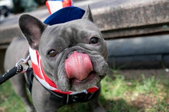caption: Luna the French Bulldog dressed up for the National Independence Day Parade in Washington, DC, on July 4th.