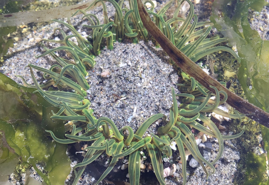 caption: A moonglow sea anemone in a tidepool in Shoreline, Washington, in May 2021