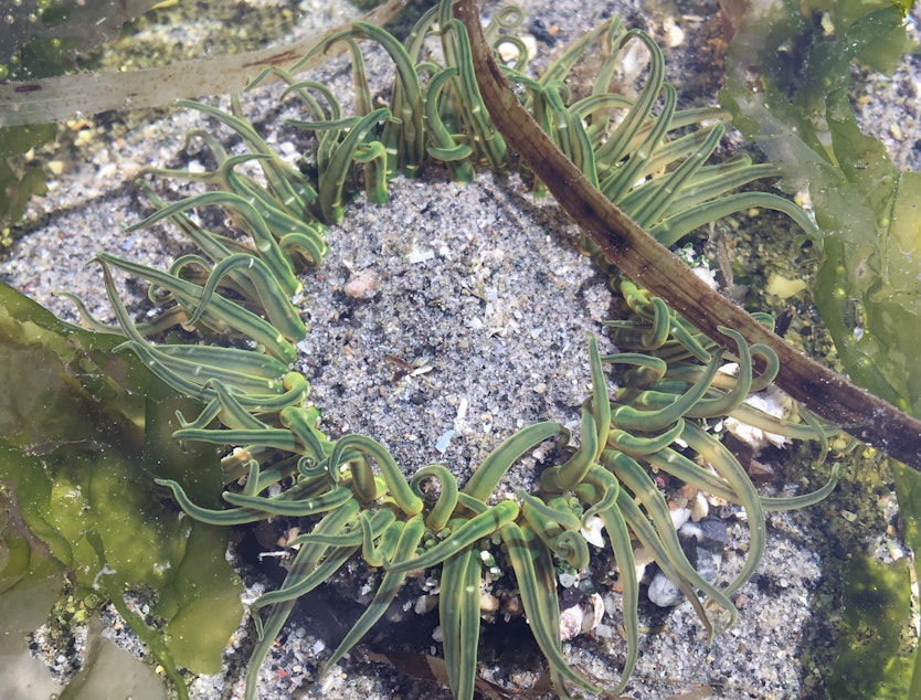 caption: A moonglow sea anemone in a tidepool in Shoreline, Washington, in May 2021