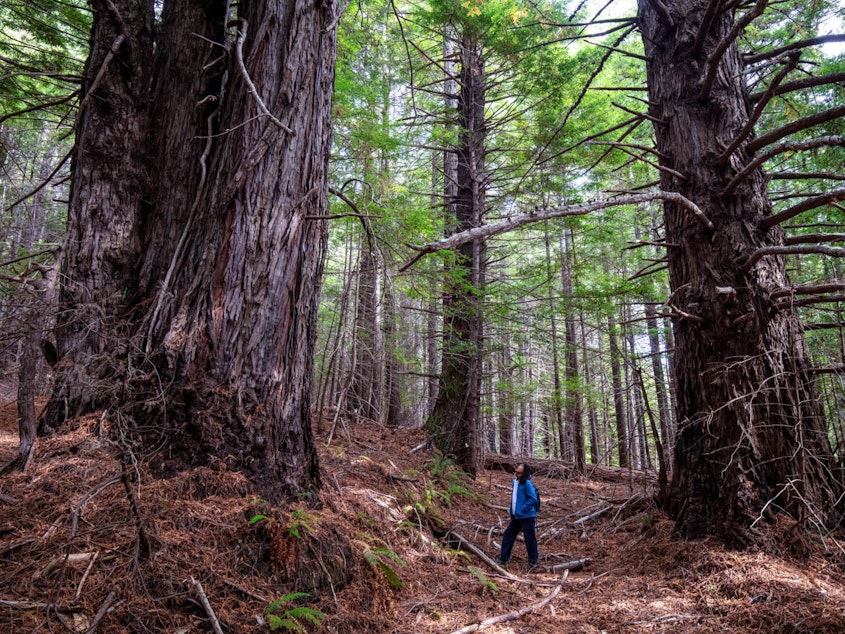 caption: Save the Redwoods League has donated more than 500 acres of redwood forestland to the InterTribal Sinkyone Wilderness Council, a coalition of Native tribes that have been connected to the land for thousands of years.