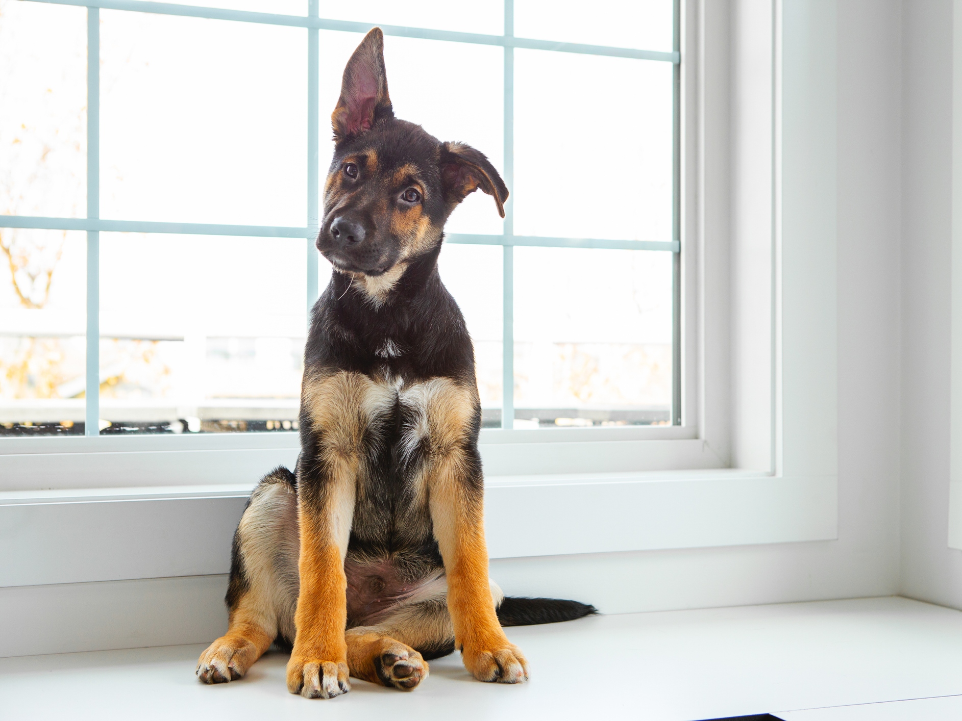caption: In almost every species, ear movement can be a clue that the animal is trying to pay close attention to something.