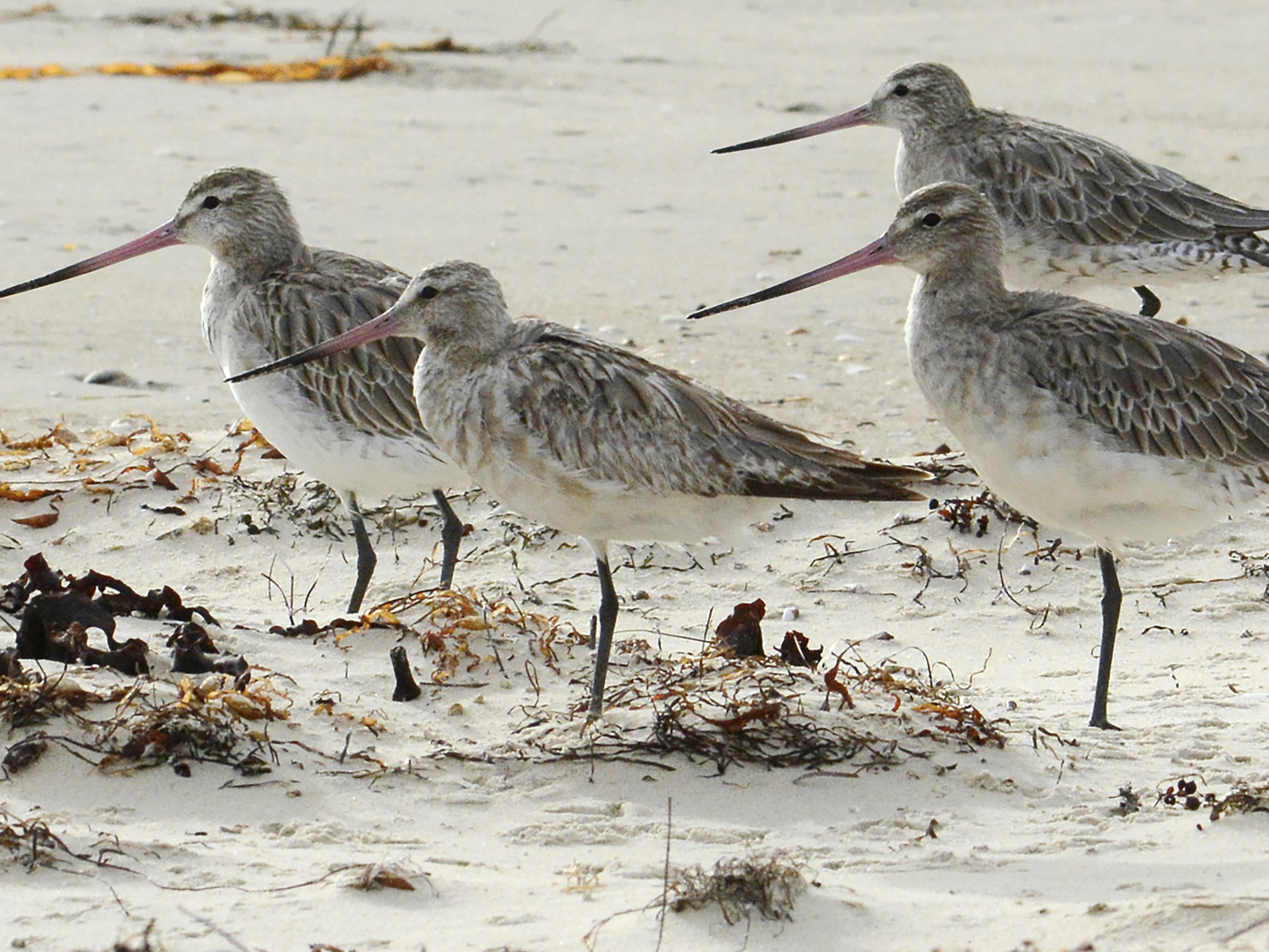caption: Bar-tailed godwits stand on the beach at Marion Bay in Australia's Tasmania state on Feb. 17, 2018.
