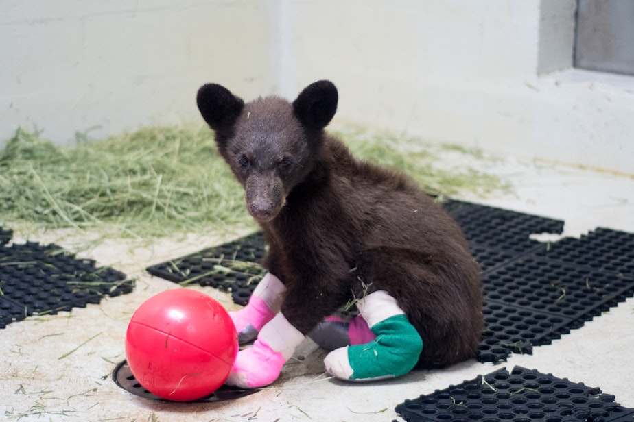 caption: One of two bears burned in the Twenty-Five Mile Fire near Lake Chelan recovers after vets cared for its scorched paws.