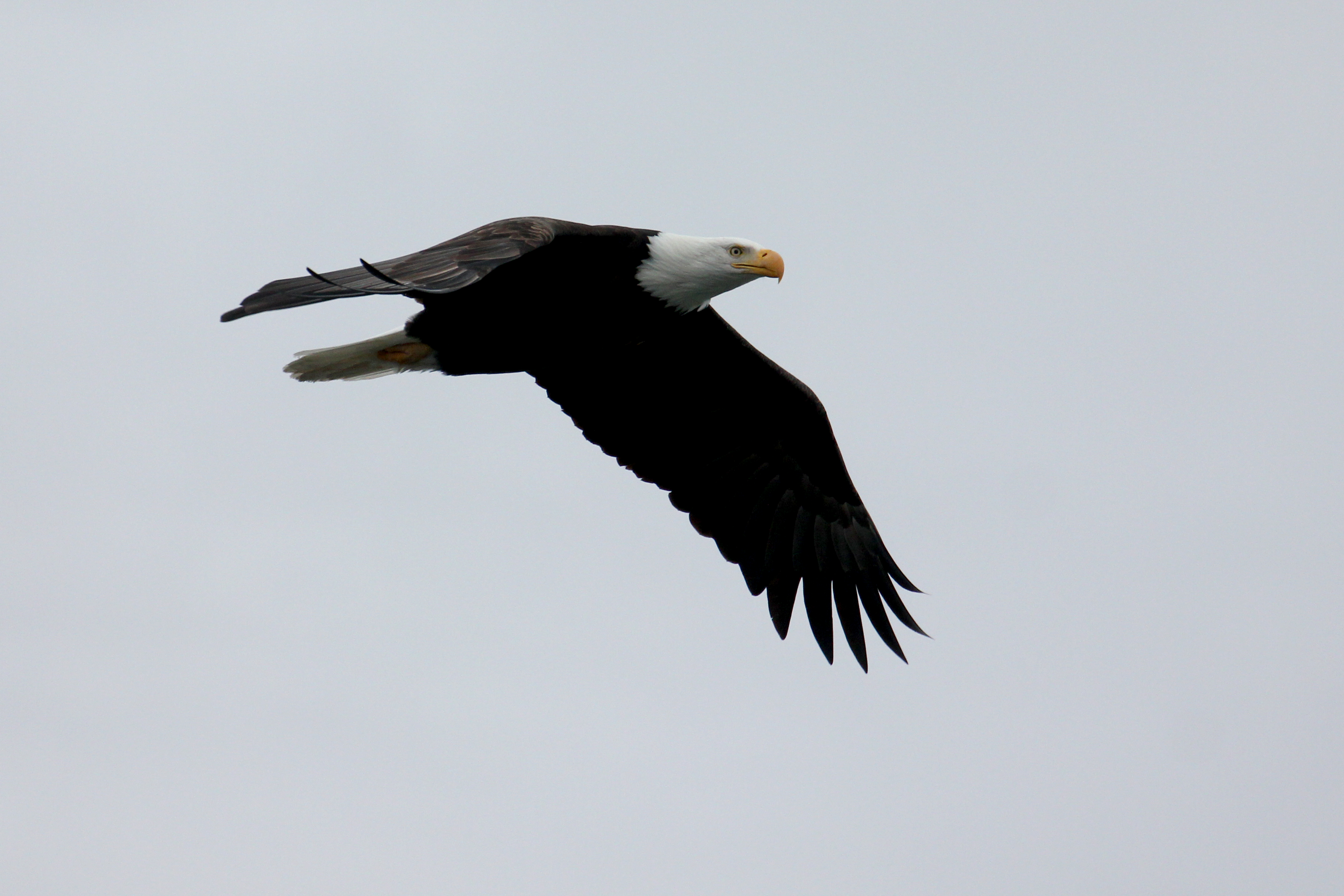caption: A bald eagle looks for its next meal along the Skagit River. Eagles converge there in great numbers every winter.