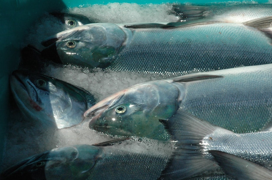 caption: Canada-born Fraser River sockeye salmon caught off Lummi Island in Whatcom County.